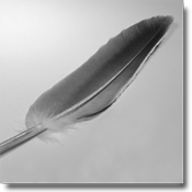 a feather